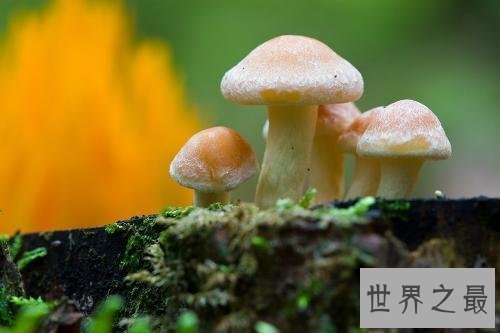 【图】什么菌类好吃还没毒 看了我饿了