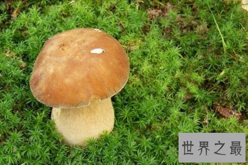 【图】什么菌类好吃还没毒 看了我饿了