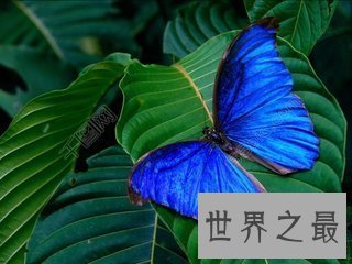 【图】蓝色蝴蝶的含义有很多 其中蓝色蝴蝶gv又是什么