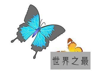 【图】蓝色蝴蝶的含义有很多 其中蓝色蝴蝶gv又是什么