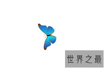 【图】蓝色蝴蝶的含义有很多 其中蓝色蝴蝶gv又是什么