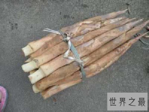 【图】竹笋的做法，春天里的鲜嫩，珍藏于四季的美味