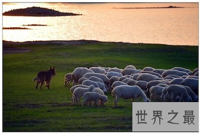 【图】 小编昔日分享一首老歌它的名字叫牧羊曲原唱