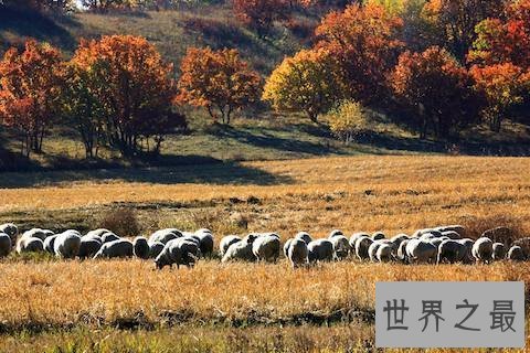 【图】 小编昔日分享一首老歌它的名字叫牧羊曲原唱