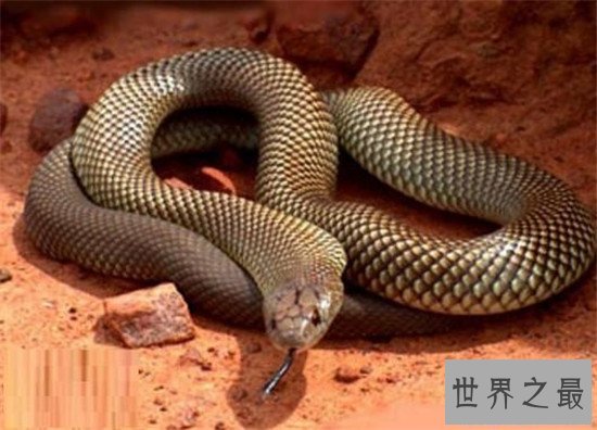 【图】非洲死神黑曼巴蛇，放射的毒液可能杀死10个成年