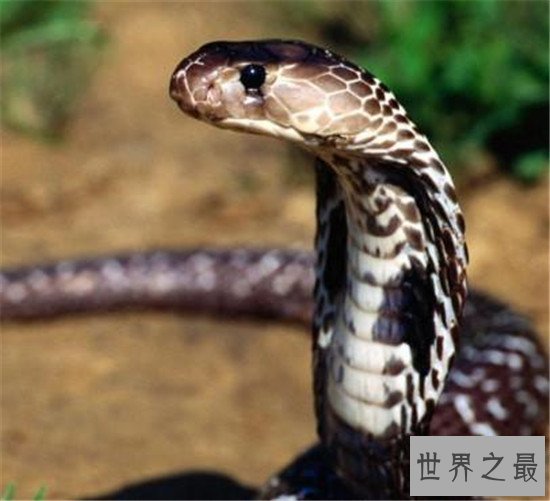 【图】非洲死神黑曼巴蛇，放射的毒液可能杀死10个成年