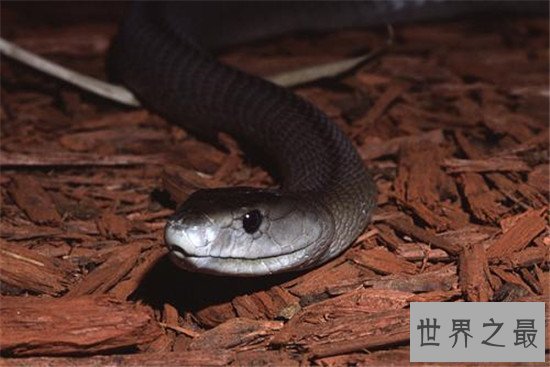 【图】非洲死神黑曼巴蛇，放射的毒液可能杀死10个成年