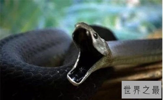 【图】非洲死神黑曼巴蛇，放射的毒液可能杀死10个成年