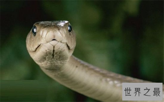 【图】非洲死神黑曼巴蛇，放射的毒液可能杀死10个成年