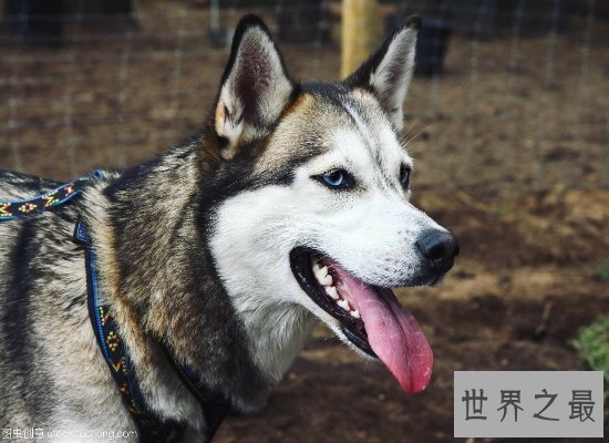 【图】震惊！软萌可恶的哈士奇智商竟属于中等偏上（