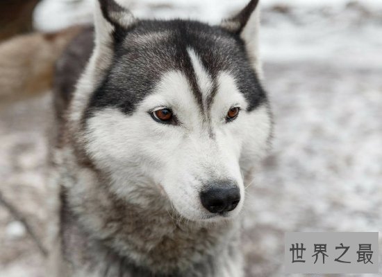 【图】震惊！软萌可恶的哈士奇智商竟属于中等偏上（