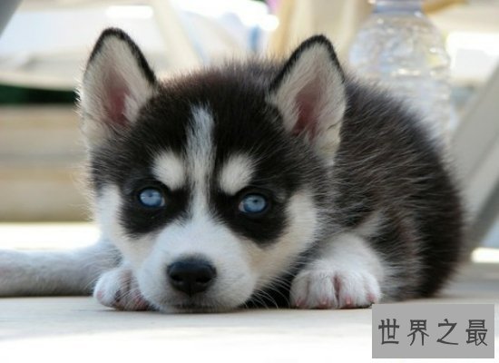 【图】震惊！软萌可恶的哈士奇智商竟属于中等偏上（