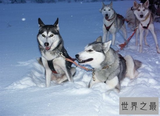 【图】震惊！软萌可恶的哈士奇智商竟属于中等偏上（