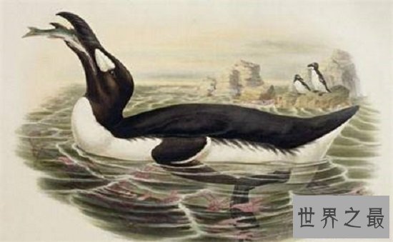 【图】最顺便的8种灭绝动物，每一种的隐没都让人惋惜