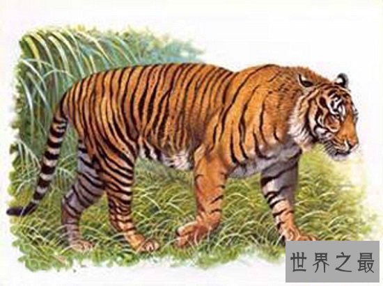 【图】最顺便的8种灭绝动物，每一种的隐没都让人惋惜