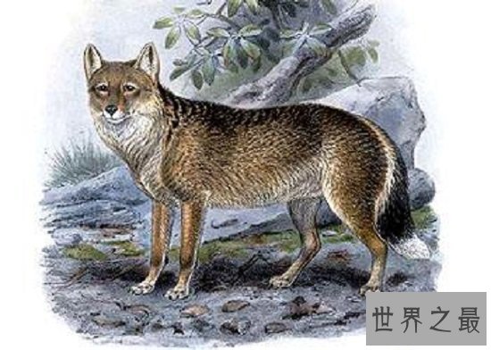 【图】最顺便的8种灭绝动物，每一种的隐没都让人惋惜