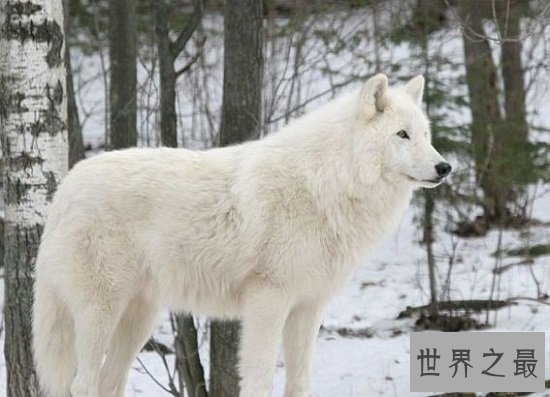 【图】最顺便的8种灭绝动物，每一种的隐没都让人惋惜