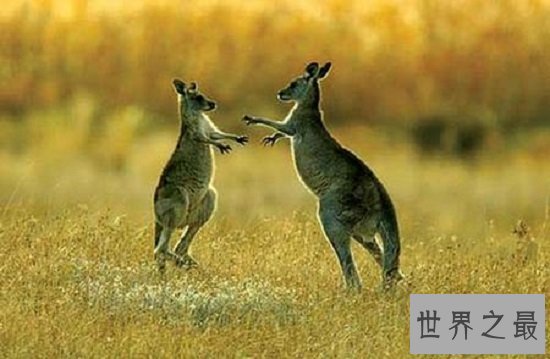 【图】最顺便的8种灭绝动物，每一种的隐没都让人惋惜