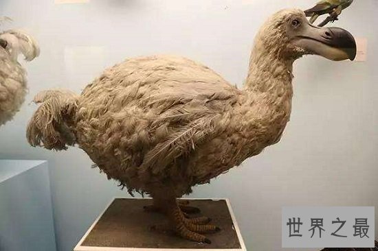 【图】最顺便的8种灭绝动物，每一种的隐没都让人惋惜