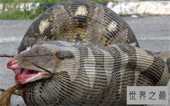 【图】亚马逊巨蟒，地球上体型最大的巨型蛇类（村民