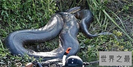 【图】亚马逊巨蟒，地球上体型最大的巨型蛇类（村民