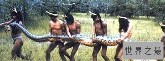 【图】亚马逊巨蟒，地球上体型最大的巨型蛇类（村民