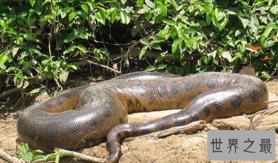 【图】亚马逊巨蟒，地球上体型最大的巨型蛇类（村民