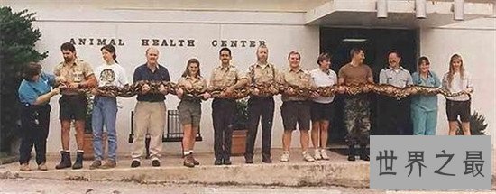 【图】亚马逊巨蟒，地球上体型最大的巨型蛇类（村民