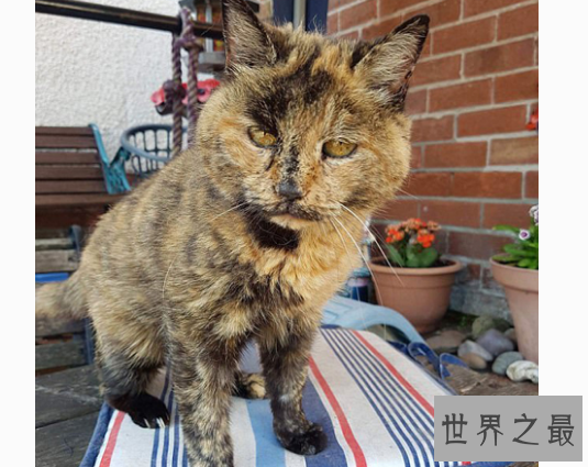 【图】最长寿猫咪耗尽9条命，这只猫的寿命竟高达140多