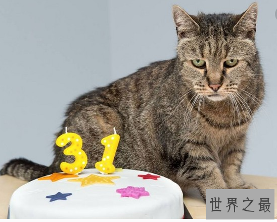 【图】最长寿猫咪耗尽9条命，这只猫的寿命竟高达140多