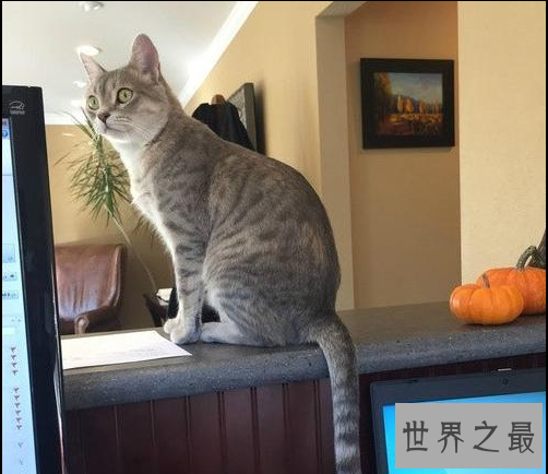 【图】最长寿猫咪耗尽9条命，这只猫的寿命竟高达140多