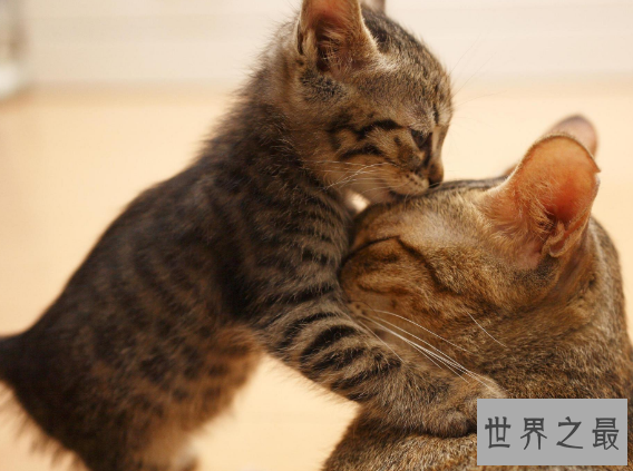 【图】最长寿猫咪耗尽9条命，这只猫的寿命竟高达140多