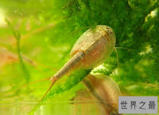 【图】三眼恐龙虾是世界的活化石 来源于悠远的恐龙时