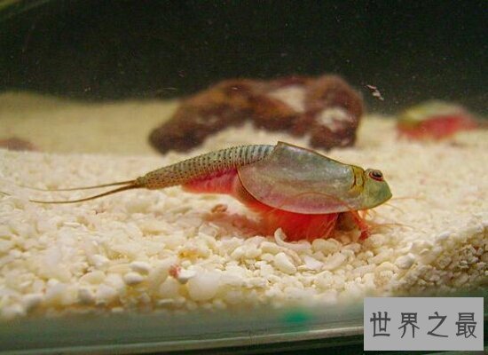 【图】三眼恐龙虾是世界的活化石 来源于悠远的恐龙时
