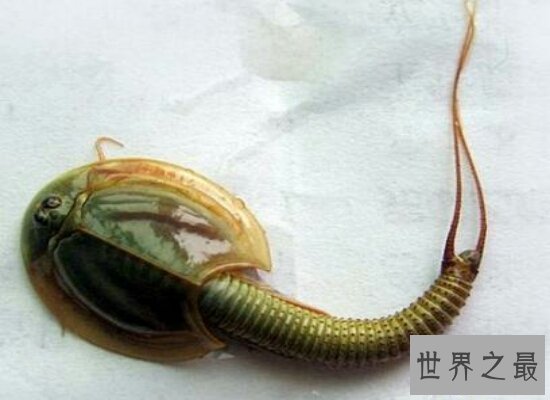 【图】三眼恐龙虾是世界的活化石 来源于悠远的恐龙时