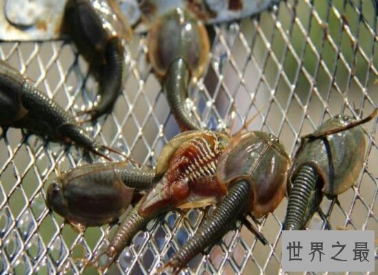 【图】三眼恐龙虾是世界的活化石 来源于悠远的恐龙时