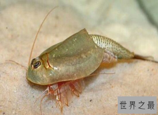 【图】三眼恐龙虾是世界的活化石 来源于悠远的恐龙时