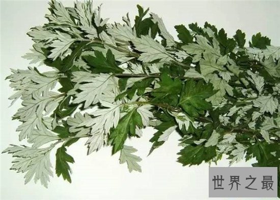 【图】蚊子怕什么？奇妙应用身边的小货色毁灭蚊子