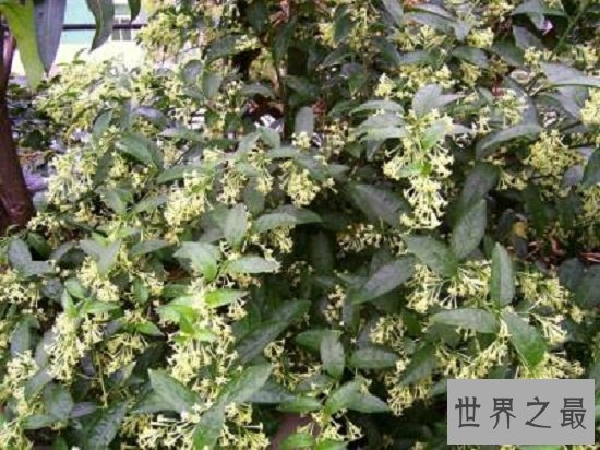 【图】蚊子怕什么？奇妙应用身边的小货色毁灭蚊子