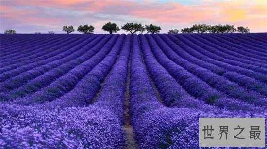 【图】蚊子怕什么？奇妙应用身边的小货色毁灭蚊子