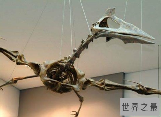 【图】具备“天空之神”之称的风神翼龙，实力超强（