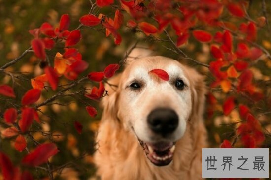 【图】狗的寿命平均在12岁之间，最长记载是35岁