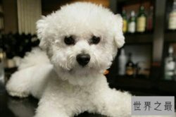 【图】狗的寿命平均在12岁之间，最长记录是35岁