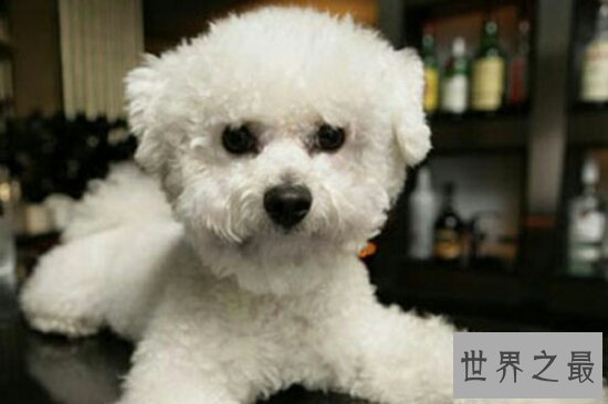 【图】狗的寿命平均在12岁之间，最长记载是35岁