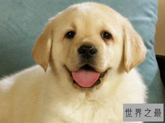 【图】狗的寿命平均在12岁之间，最长记载是35岁