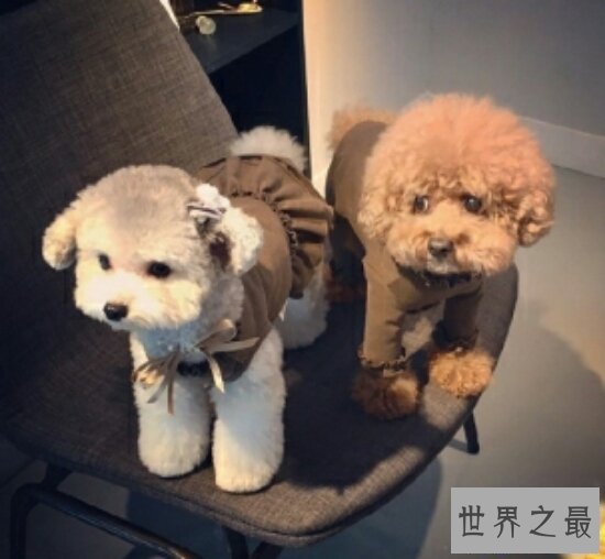 【图】狗的寿命平均在12岁之间，最长记载是35岁