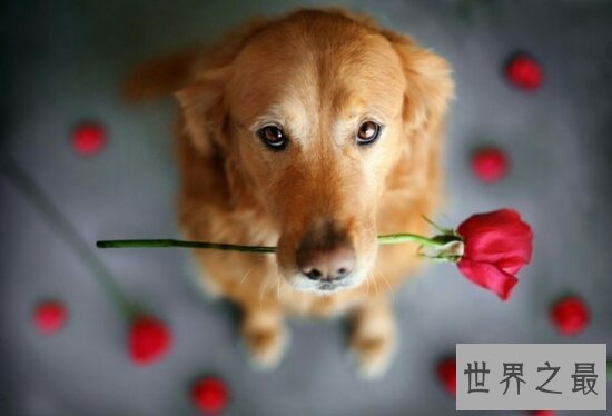 【图】狗的寿命平均在12岁之间，最长记载是35岁