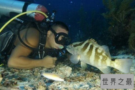 【图】像这种又好看又凶的深海龙鱼除了可能吃，竟然