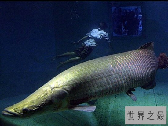 【图】像这种又好看又凶的深海龙鱼除了可能吃，竟然