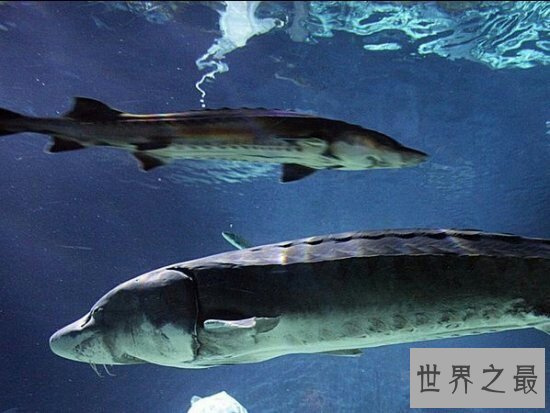 【图】像这种又好看又凶的深海龙鱼除了可能吃，竟然